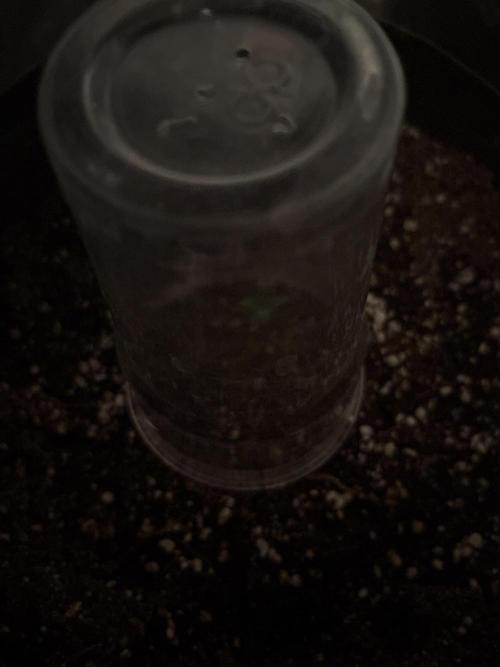I'm back xxx Dirty Banana G1. Week 1 - 0,5 Plastics glass with 5 hole 🕳️ 
