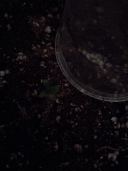 I'm back xxx Dirty Banana G1. Week 1 - 5 day from pack
