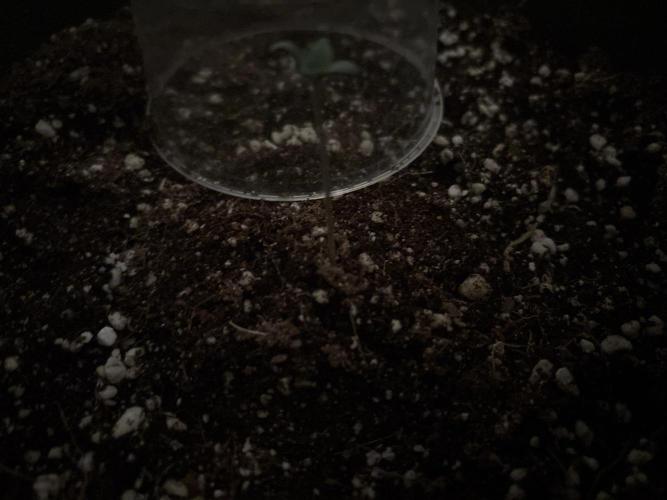 I'm back xxx Dirty Banana G1. Week 1 - ?