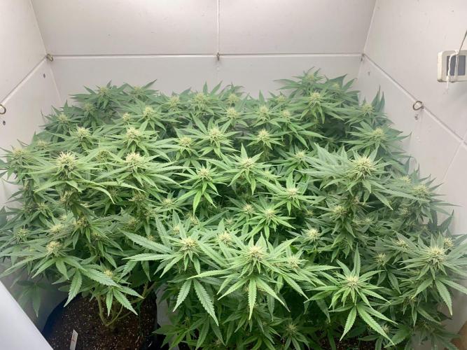 White Widow. Week 3 - Foto 1