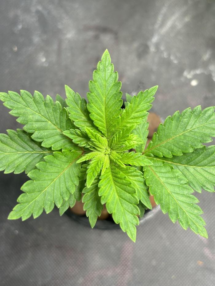 Pineapple Chunk 🍍 whorled phyllotaxy. Week 3