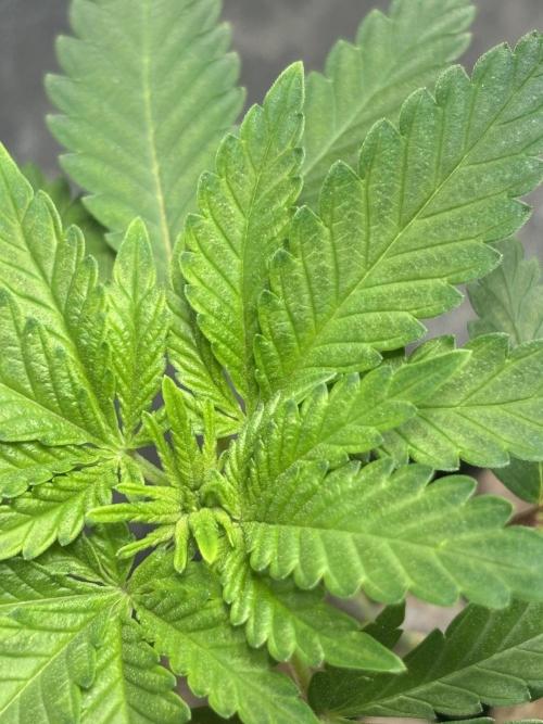 Pineapple Chunk 🍍 whorled phyllotaxy. Week 4 - D28