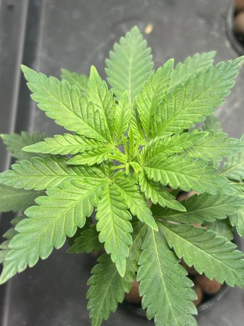 Pineapple Chunk 🍍 whorled phyllotaxy. Week 4 - D28