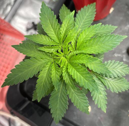 Pineapple Chunk 🍍 whorled phyllotaxy. Week 4 - D29