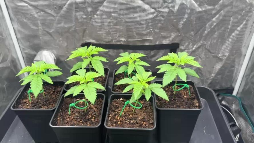 [PT] Diario Garlic Cokies - Barney Farms