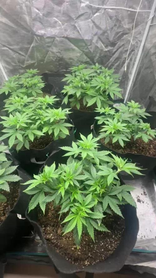 [PT] Diario Garlic Cokies - Barney Farms