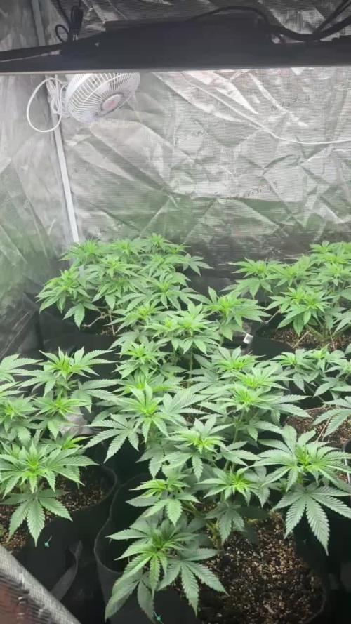 [PT] Diario Garlic Cokies - Barney Farms