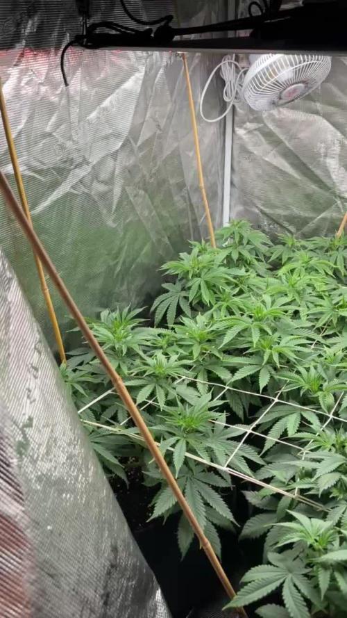 [PT] Diario Garlic Cokies - Barney Farms