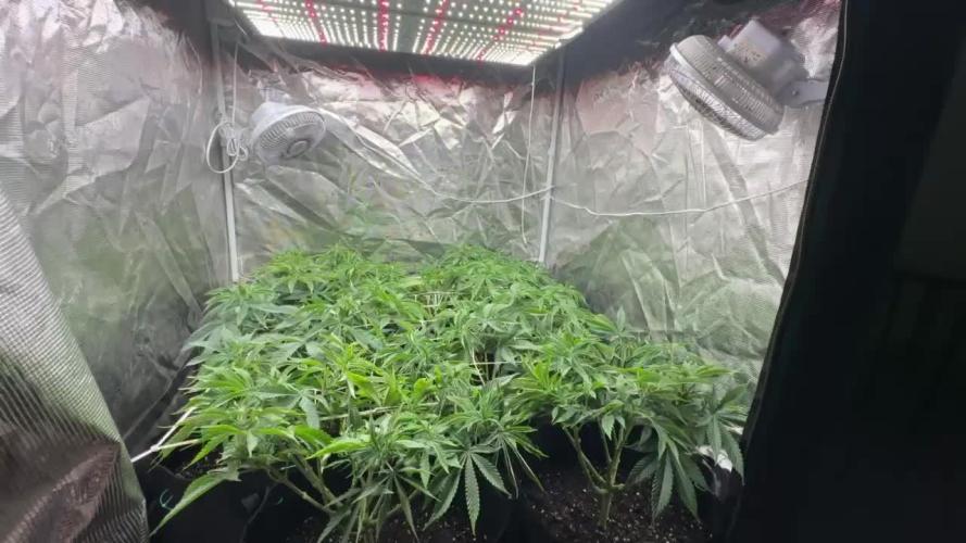 [PT] Diario Garlic Cokies - Barney Farms