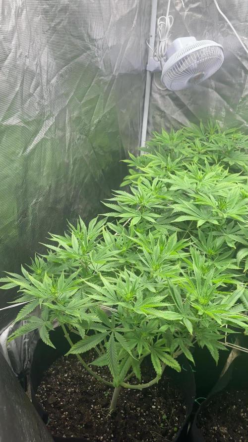 [PT] Diario Garlic Cokies - Barney Farms