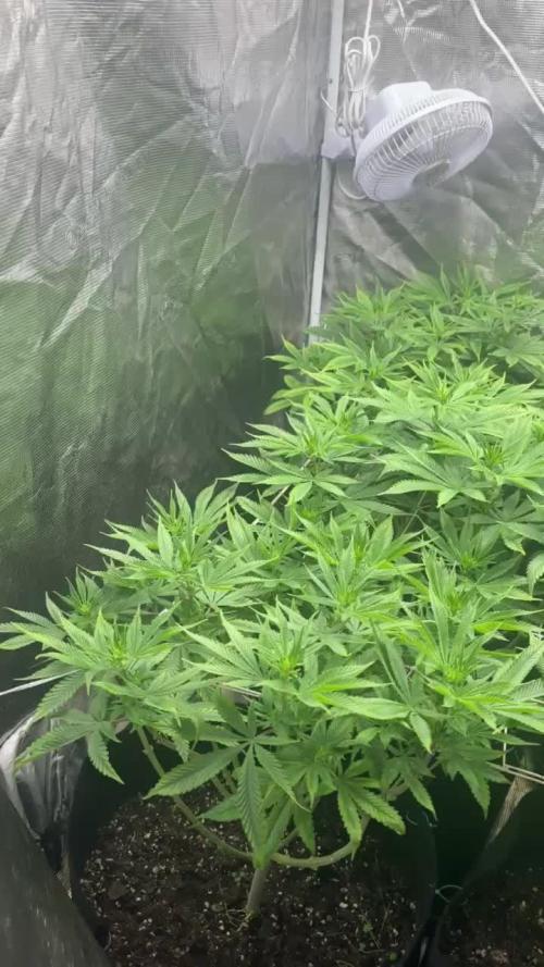 [PT] Diario Garlic Cokies - Barney Farms