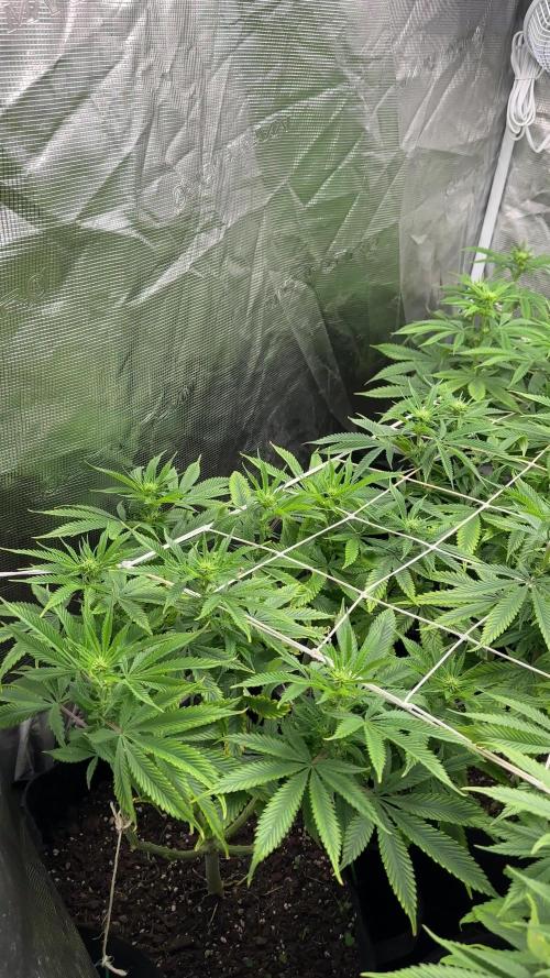 [PT] Diario Garlic Cokies - Barney Farms