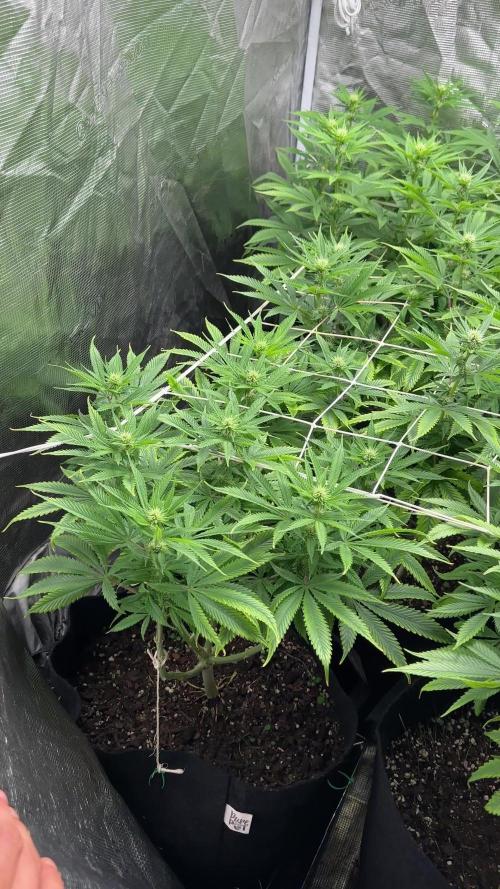 [PT] Diario Garlic Cokies - Barney Farms