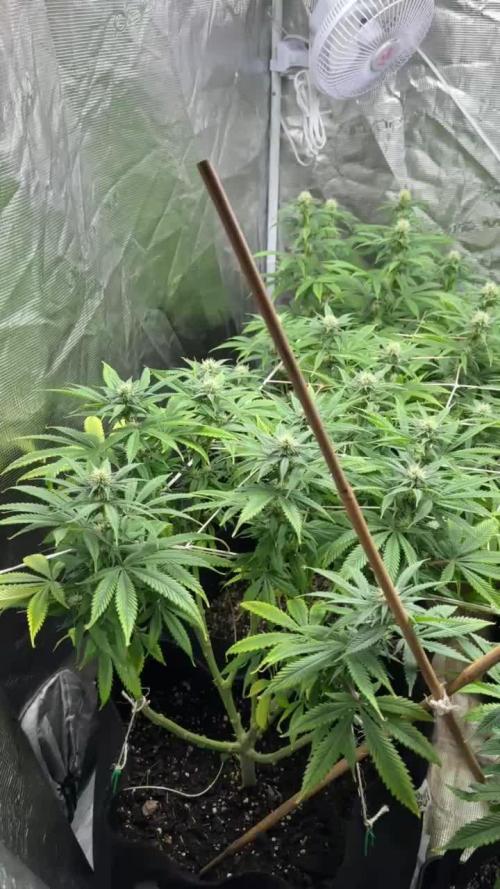 [PT] Diario Garlic Cokies - Barney Farms