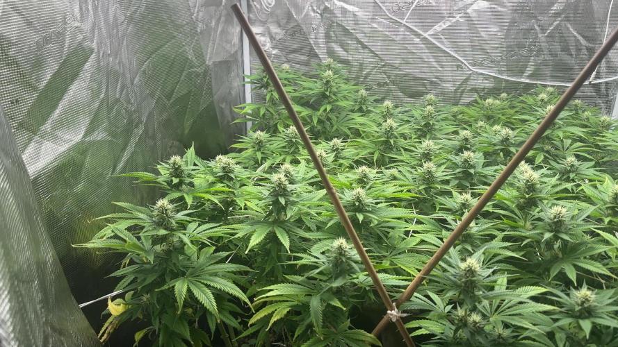 [PT] Diario Garlic Cokies - Barney Farms