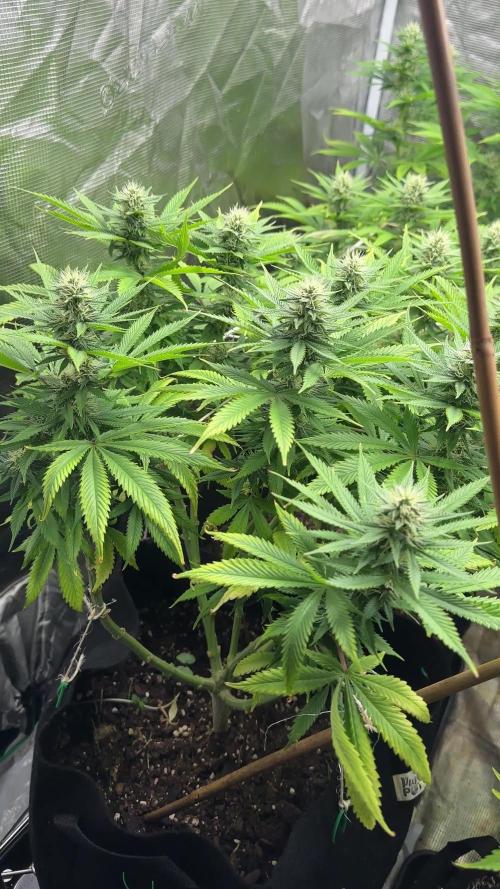 [PT] Diario Garlic Cokies - Barney Farms