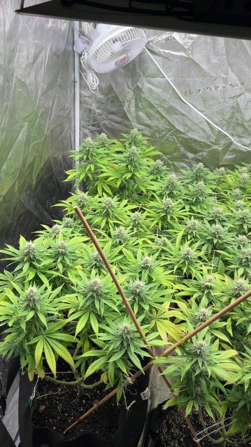 [PT] Diario Garlic Cokies - Barney Farms