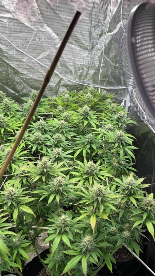 [PT] Garlic Cokies - Barney Farms