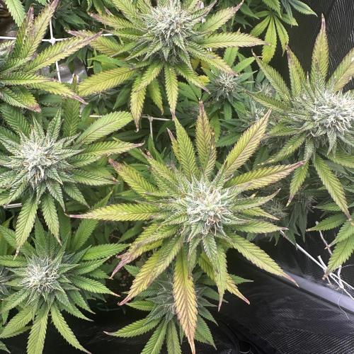 Stonerapaisana