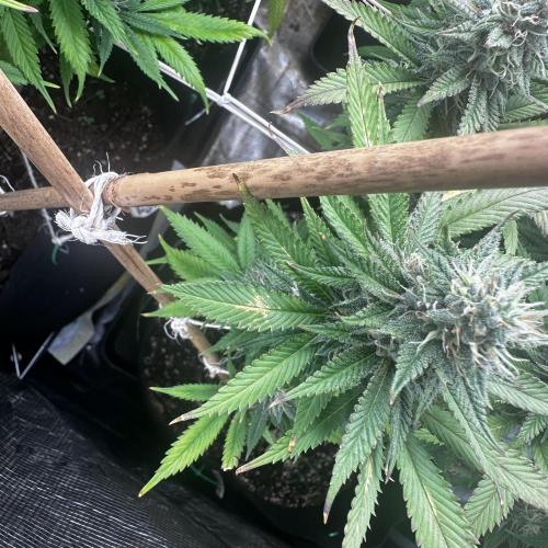 Stonerapaisana