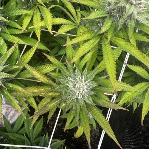 Stonerapaisana