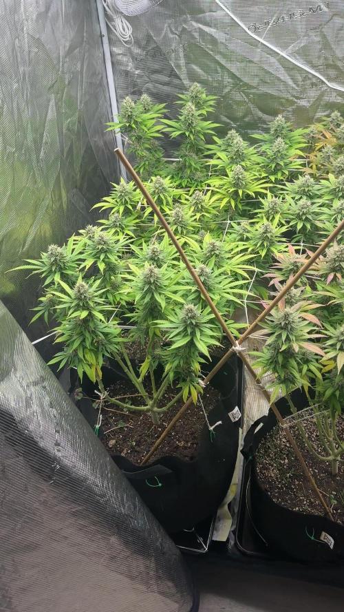 [PT] Garlic Cokies - Barney Farms