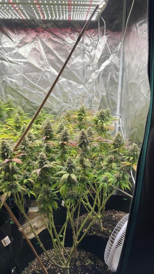 [PT] Garlic Cokies - Barney Farms