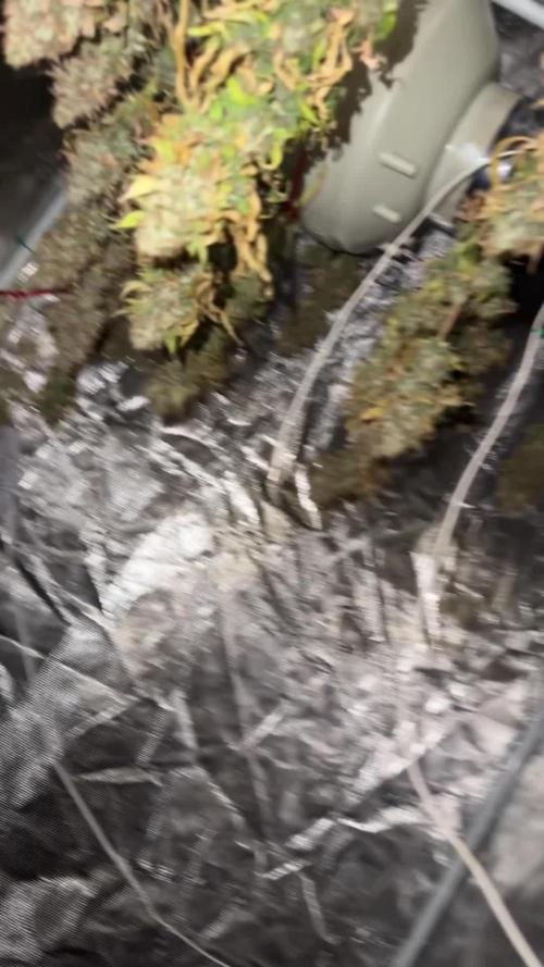 [PT] Garlic Cokies - Barney Farms