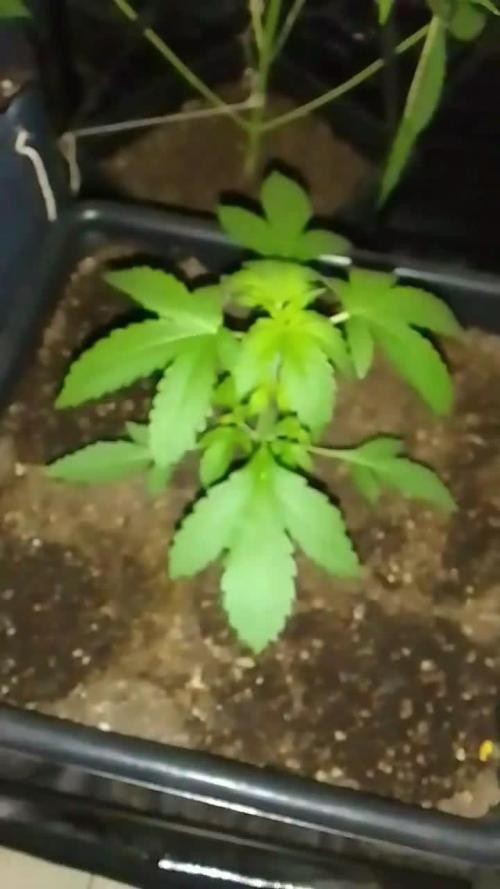 Blue mazar auto