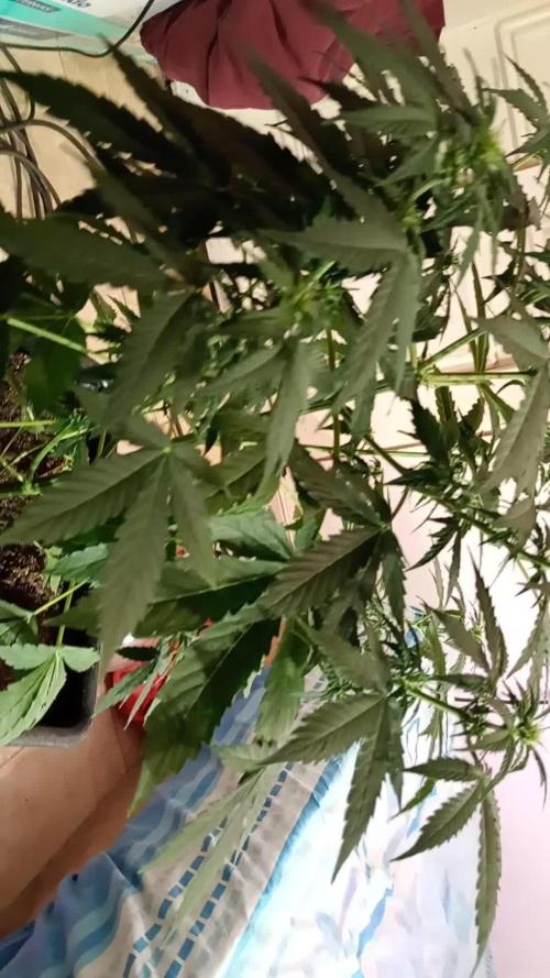 Blue mazar auto