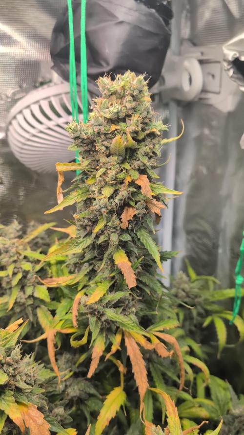 Unfortunate Lowryder Auto