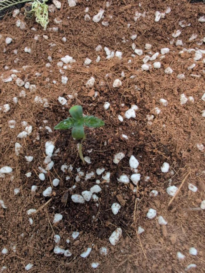 Summer fun. Week 0 - This is 4 days after sprouting 