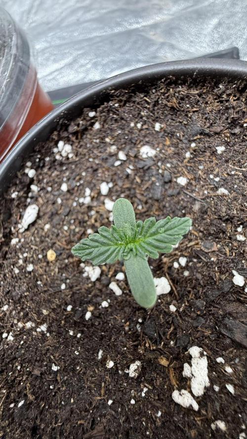 Auto Biscotti. Week 1 - Day 5 