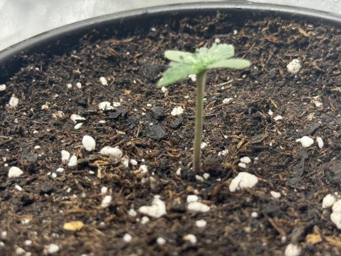 Auto Biscotti. Week 1 - Day 5