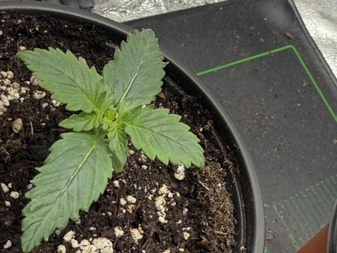 Auto Biscotti. Week 2 - 11 days out of the soil 