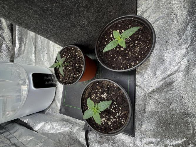 Auto Biscotti. Week 2 - 11 days there are 3 only making diary about one 