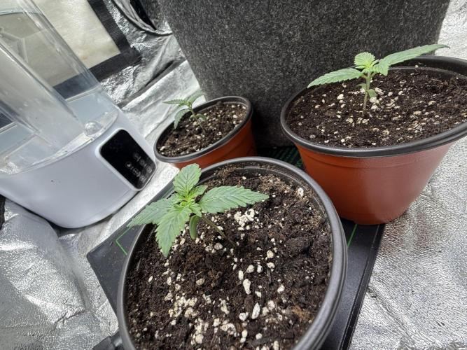 Auto Biscotti. Week 2 - 11 days 