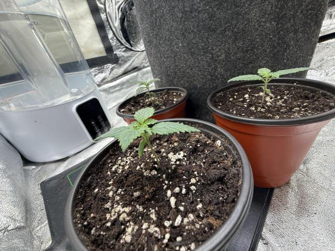 Auto Biscotti. Week 2 - Day 11