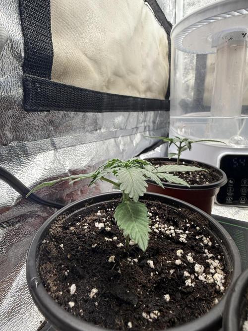 Auto Biscotti. Week 3 - Start of week 3