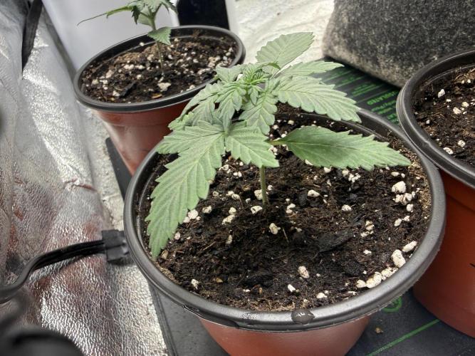 Auto Biscotti. Week 3 - The start of week 3