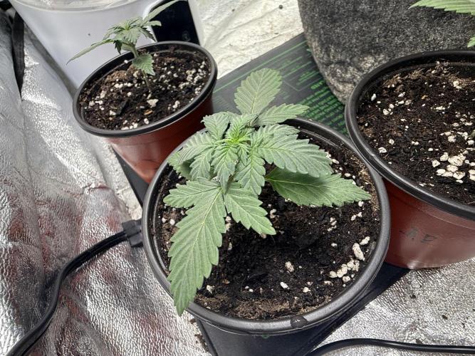 Auto Biscotti. Week 3 - Week 3