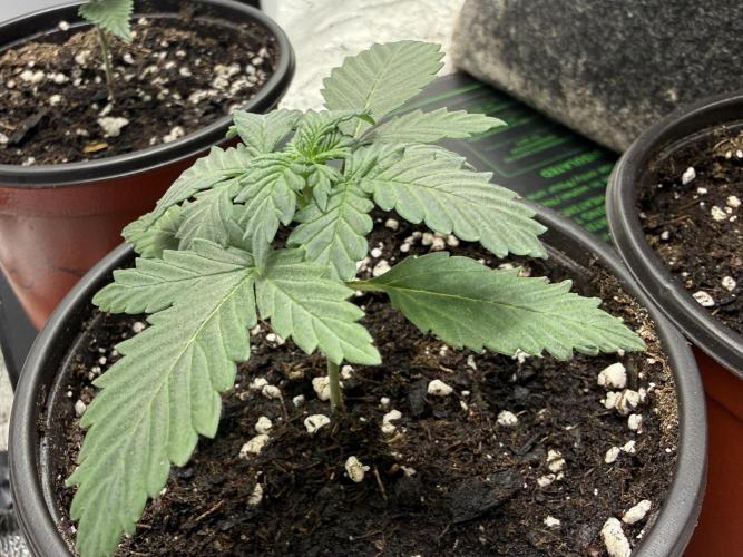 Auto Biscotti. Week 3 - Week 3