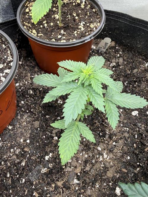 Auto Biscotti. Week 4 - Three week feeding schedule