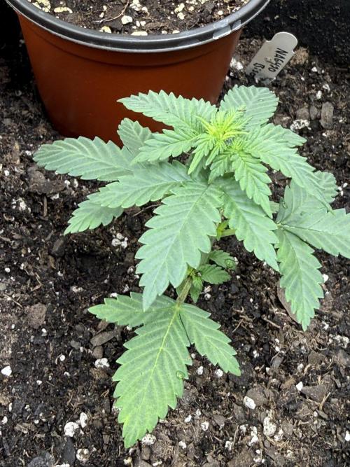 Auto Biscotti. Week 4 - Recharge transferred to a 5 gallon pot