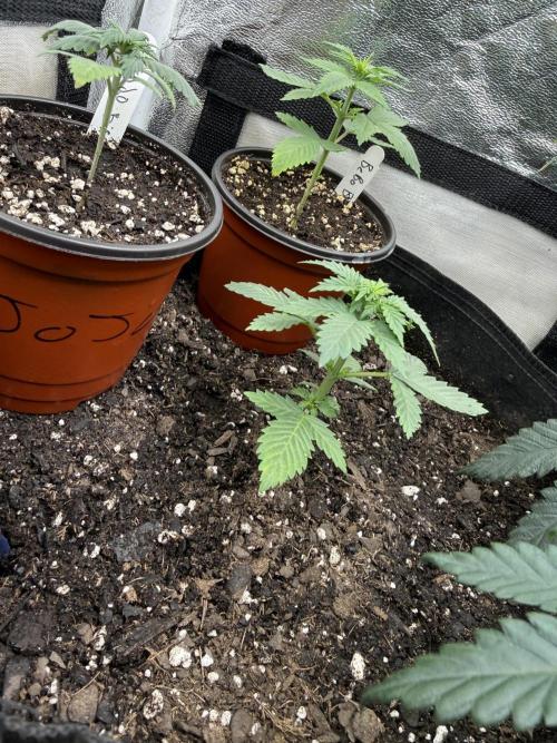 Auto Biscotti. Week 4 - She’s on a three week feeding schedule now
