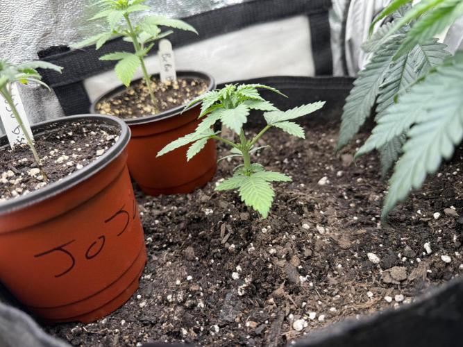 Auto Biscotti. Week 4 - Transferred to a 5 gallon pot sitting in with her sisters