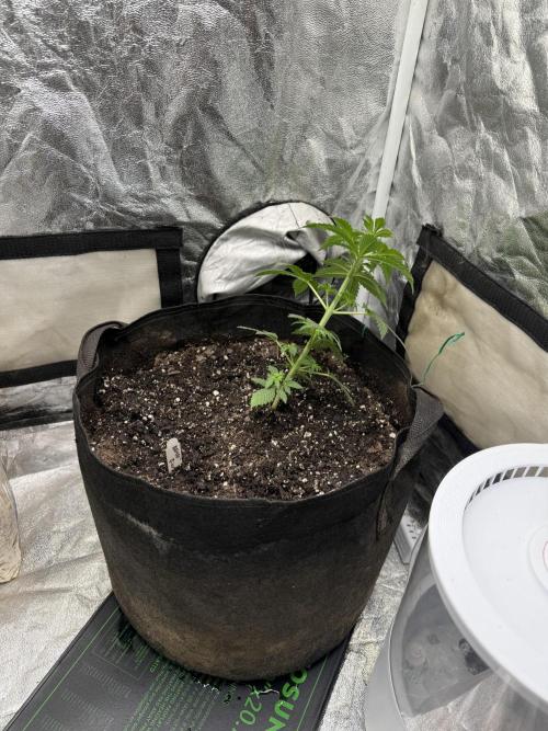 Auto Biscotti. Week 5 - 4 weeks and 4days