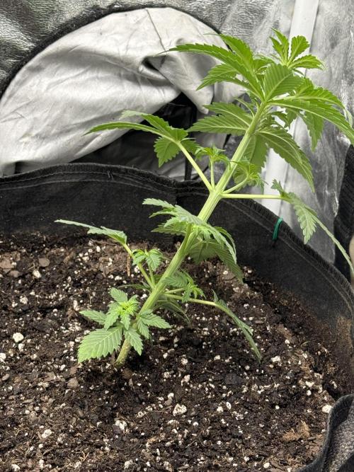 Auto Biscotti. Week 5 - 1st LST