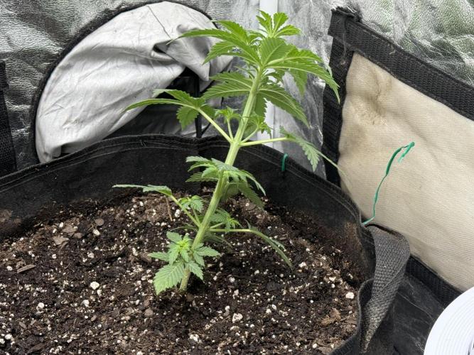 Auto Biscotti. Week 5 - 1st LST