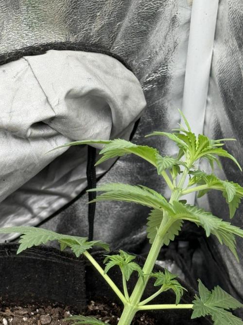 Auto Biscotti. Week 5 - 4 weeks 4days